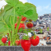 Happy Jardinet, des carrés potagers pour cultiver du vert et de la convivialité dans les bâtiments en collectivité