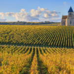 Terres, vignes, forêts : quels sont les prix du marché foncier rural en France ?