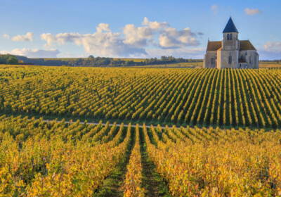 Terres, vignes, forêts : quels sont les prix du marché foncier rural en France ?